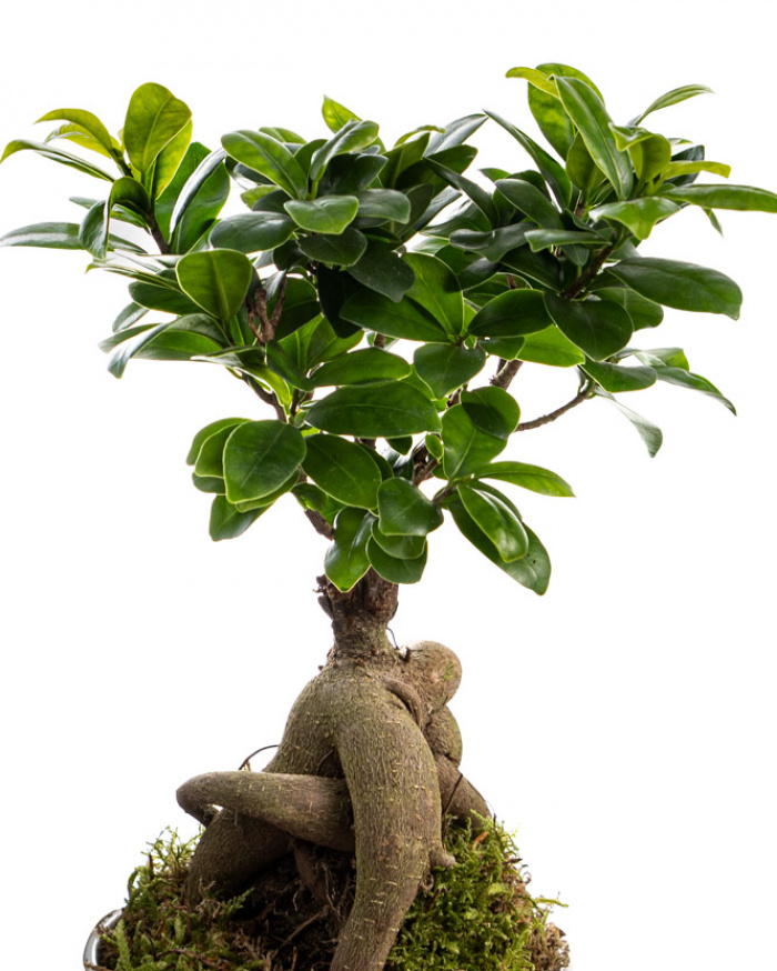 Planta Ficus Ginseng – imaginea 2