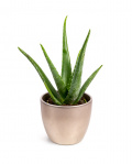 Planta Aloe Vera – imaginea 1