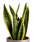 Sansevieria and Asbach brandy and coffee chocolate – imaginea 2