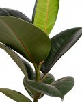 Ficus Elastica și ciocolată cu brandy Asbach și cafea – imaginea 2