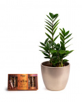 Zamioculcas and Asbach brandy and coffee chocolate