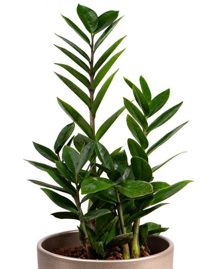 Zamioculcas and Asbach brandy and coffee chocolate