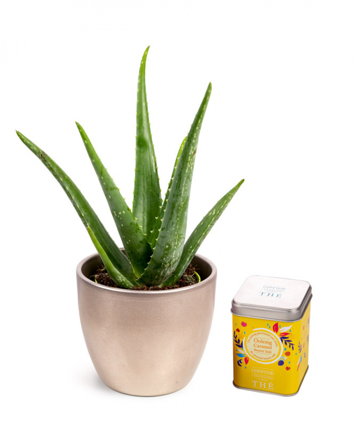 Aloe Vera și ceai Oolong cu caramel – imaginea 1