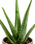 Aloe Vera și ceai Oolong cu caramel – imaginea 2