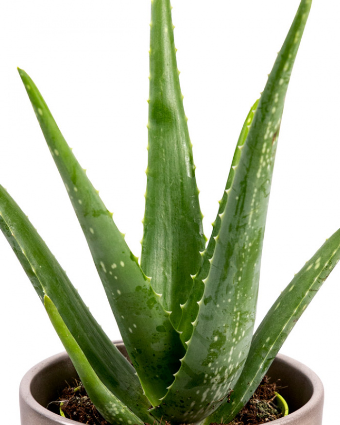 Aloe Vera și ceai Oolong cu caramel – imaginea 2