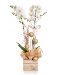Christmas Orchid – imaginea 1