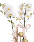 Christmas Orchid – imaginea 2