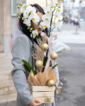 Christmas Orchid – imaginea 3