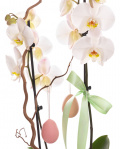 Orchid Easter arrangement – imaginea 2