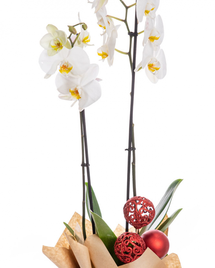 Orchid with Christmas ornaments