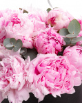 Peony arrangement – imaginea 2
