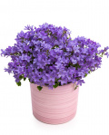Planta Campanula în ghiveci ceramic – imaginea 1