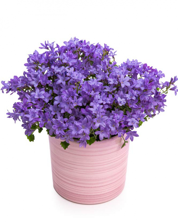 Planta Campanula în ghiveci ceramic – imaginea 1