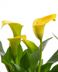 Yellow calla lilies in ceramic pots – imaginea 2