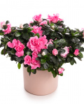 Azalee (Rhododendron) în ghiveci ceramic – imaginea 1
