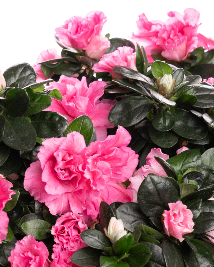 Azalee (Rhododendron) în ghiveci ceramic – imaginea 2