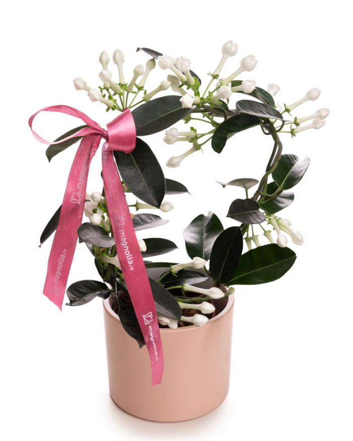 Madagascar Jasmine (Stephanotis) in a ceramic pot – imaginea 1
