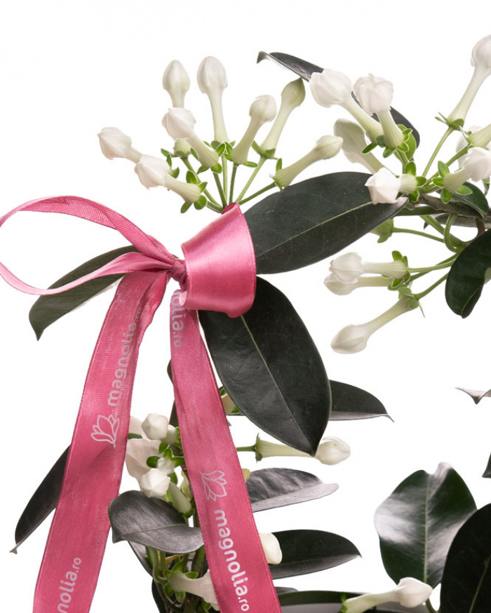 Madagascar Jasmine (Stephanotis) in a ceramic pot – imaginea 2