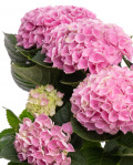 Hortensie roz în ghiveci ceramic – imaginea 2