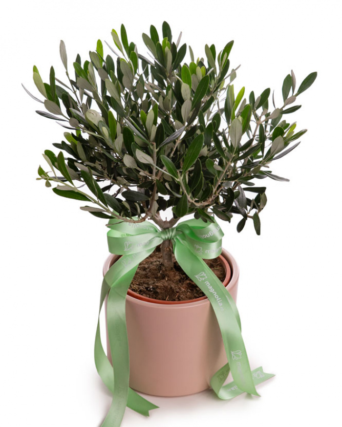 Măslin (Olea) în ghiveci ceramic – imaginea 1