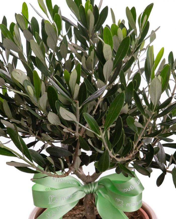 Măslin (Olea) în ghiveci ceramic – imaginea 2