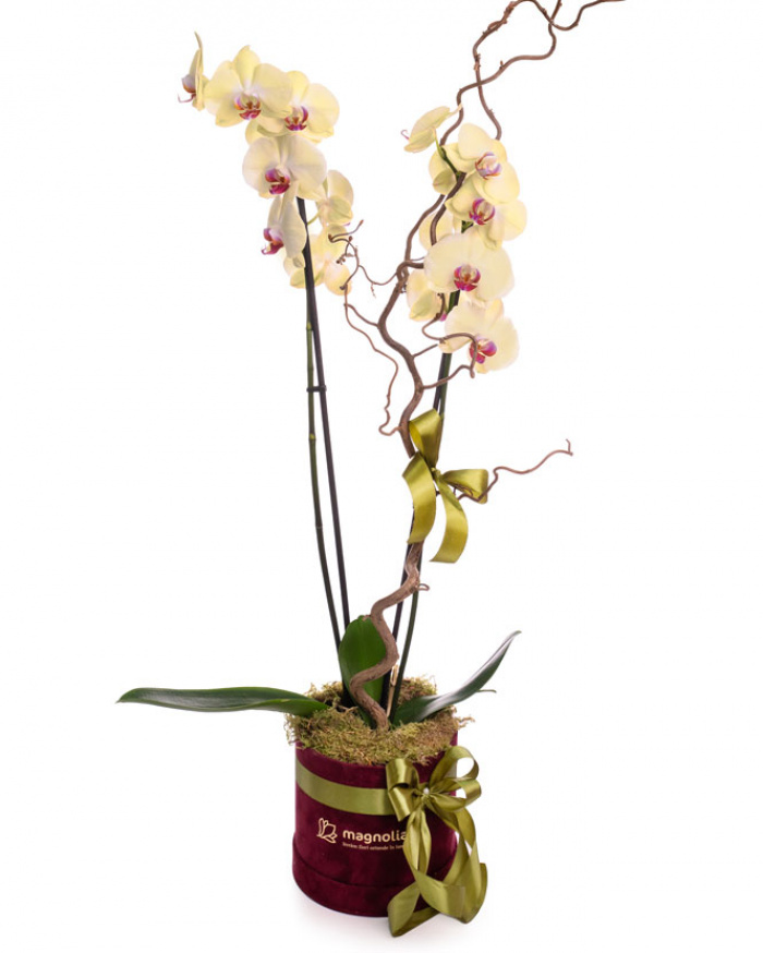 Yellow Phalaenopsis orchid in a velvet box – imaginea 1