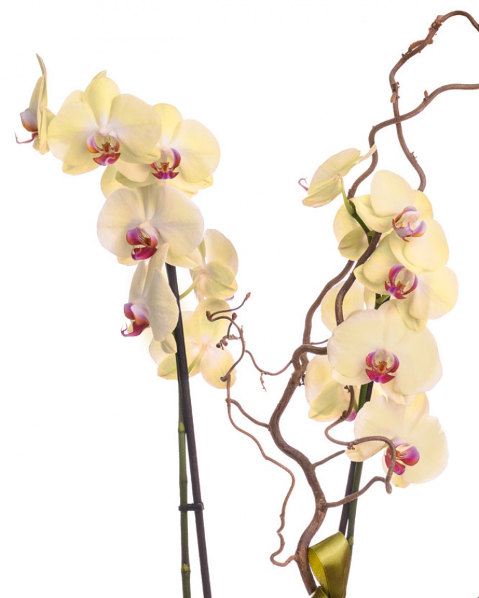 Yellow Phalaenopsis orchid in a velvet box – imaginea 2