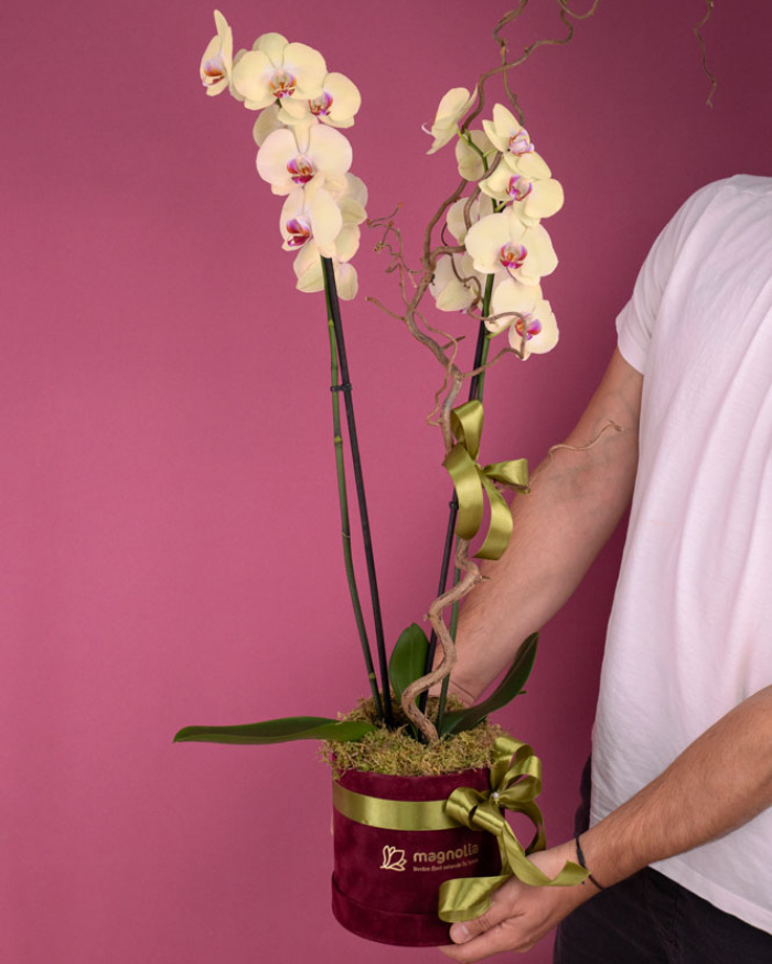 Yellow Phalaenopsis orchid in a velvet box – imaginea 3