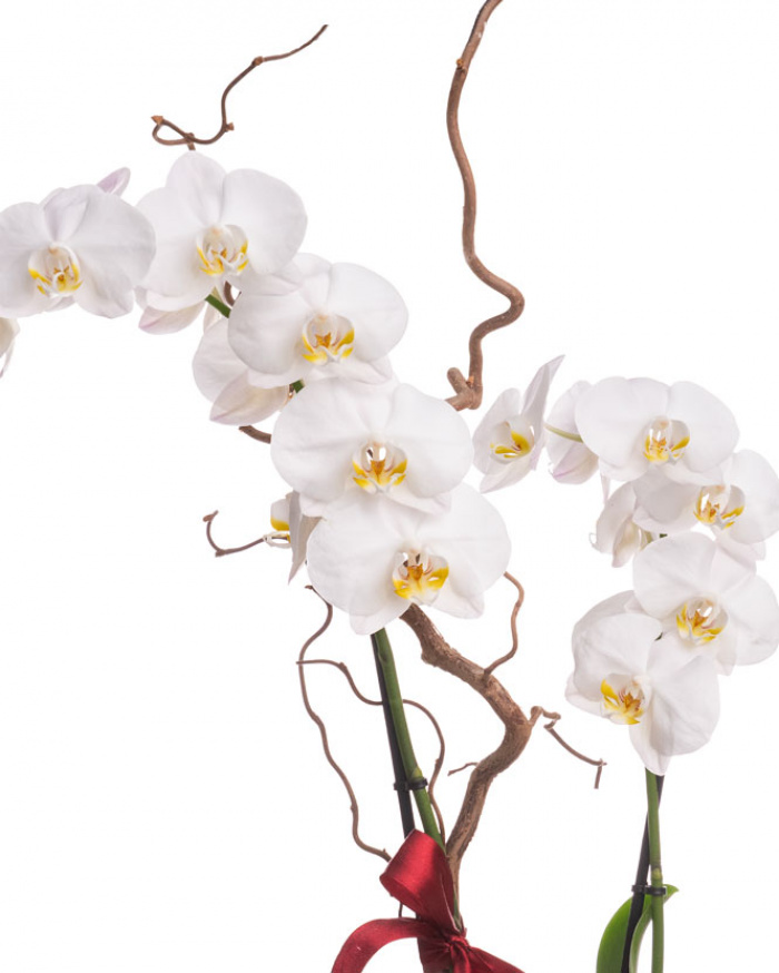 Orhidee Phalaenopsis albă în cutie catifelată – imaginea 2