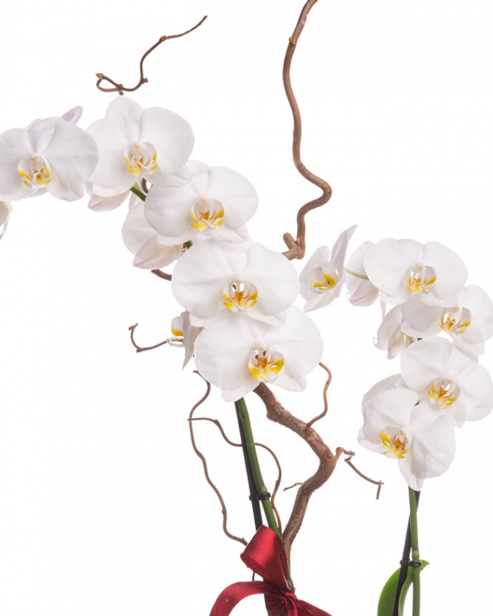 Orhidee Phalaenopsis albă în cutie catifelată – imaginea 2