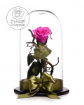 Pink Cryogenic Rose in a Dome