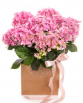 Hortensie roz în pungă cadou – imaginea 1