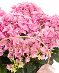 Hortensie roz în pungă cadou – imaginea 2