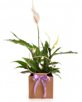 Crinul Păcii (Spathiphyllum) în pungă cadou – imaginea 1