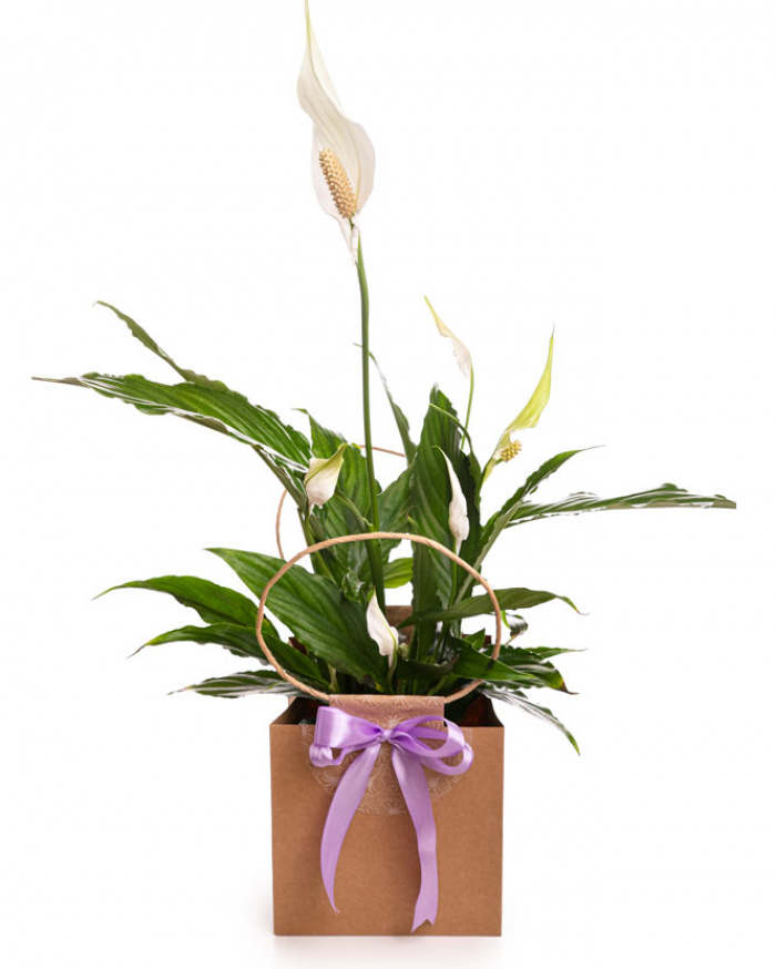 Crinul Păcii (Spathiphyllum) în pungă cadou – imaginea 1