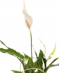 Crinul Păcii (Spathiphyllum) în pungă cadou – imaginea 2