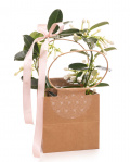 Madagascar Jasmine (Stephanotis) in gift bag – imaginea 1