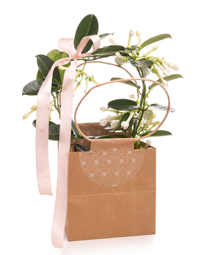 Madagascar Jasmine (Stephanotis) in gift bag – imaginea 1