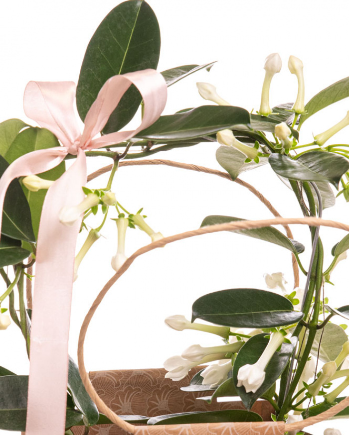 Madagascar Jasmine (Stephanotis) in gift bag – imaginea 2