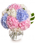 Buchet hortensii colorate – imaginea 1