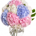 Buchet hortensii colorate