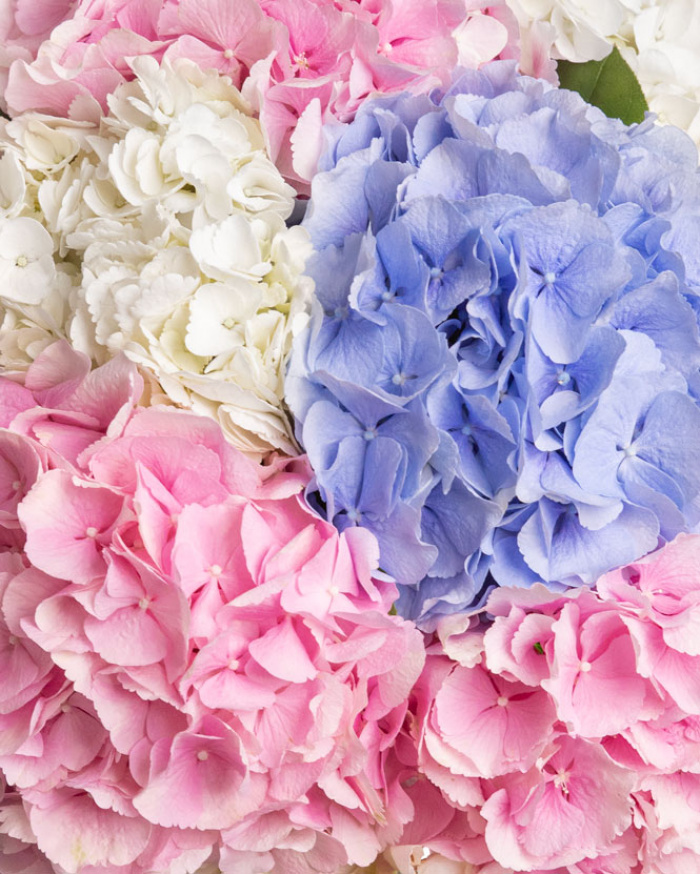 Buchet hortensii colorate – imaginea 2