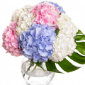 Buchet hortensii colorate
