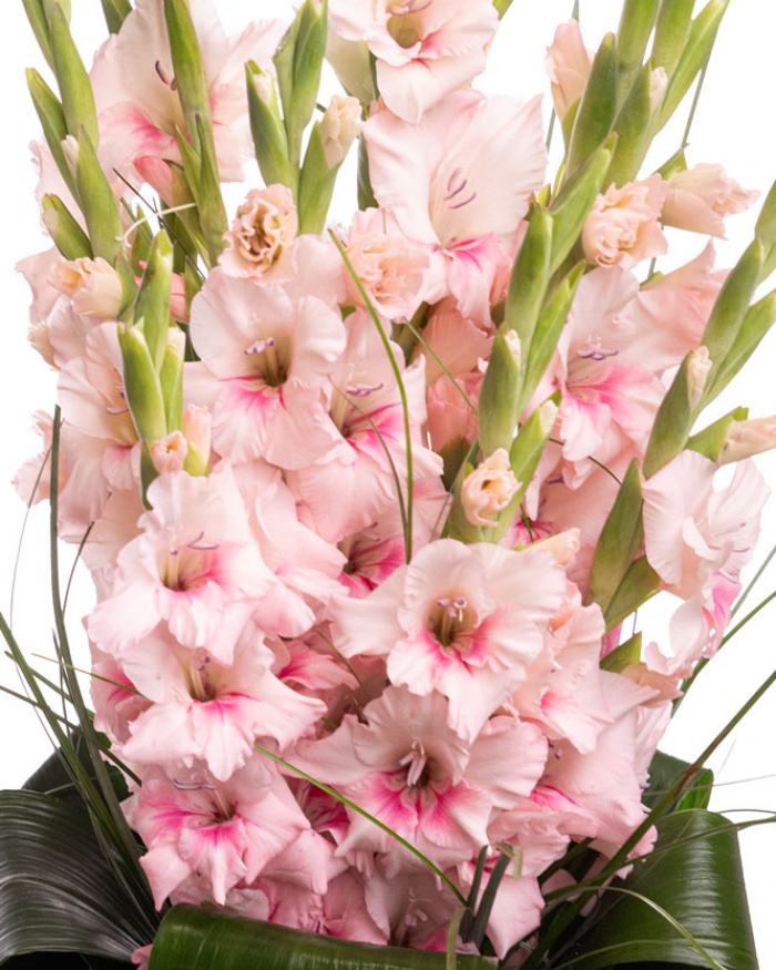 Bouquet of pink gladioli