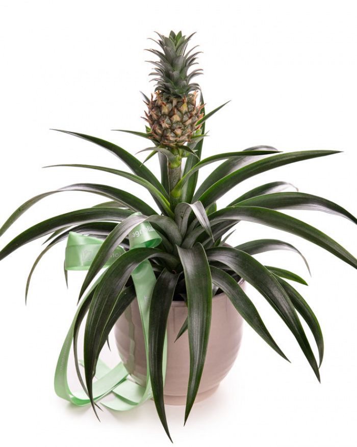 Decorative pineapple in ceramic pot – the image 1