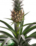 Decorative pineapple in ceramic pot – imaginea 2