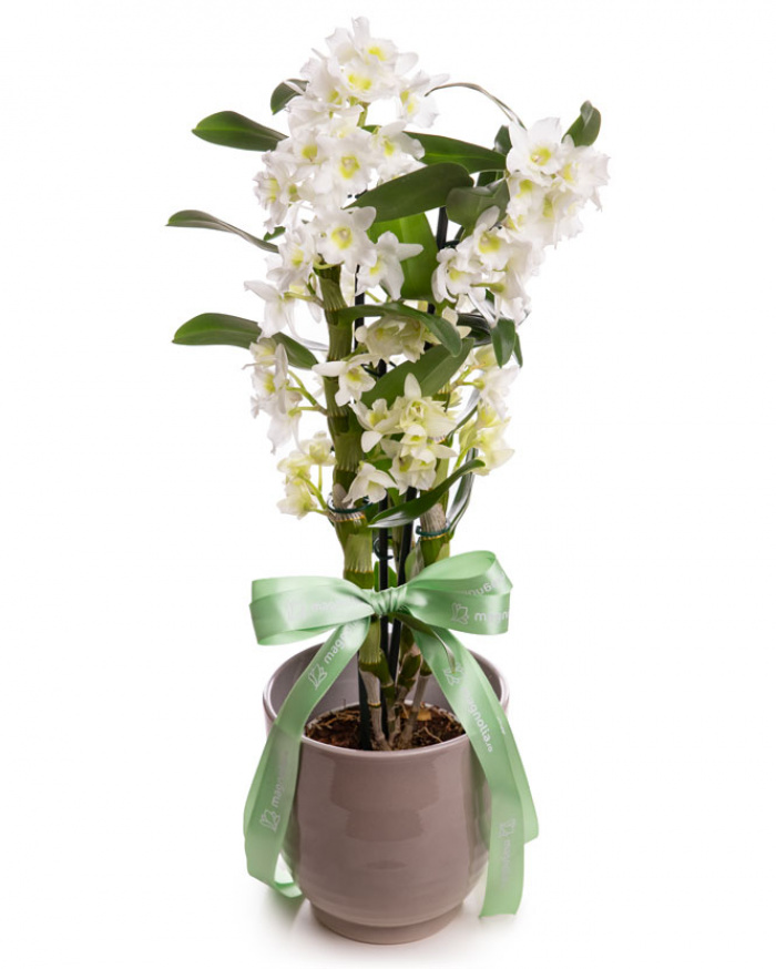 Orhidee Dendrobium in vas ceramic – imaginea 1