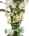 Orhidee Dendrobium in vas ceramic – imaginea 2