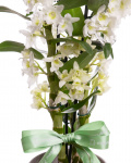 Dendrobium Orchid in ceramic pot – the image 2