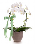 Mirror Mirracle Phalaenopsis Orchid – imaginea 1